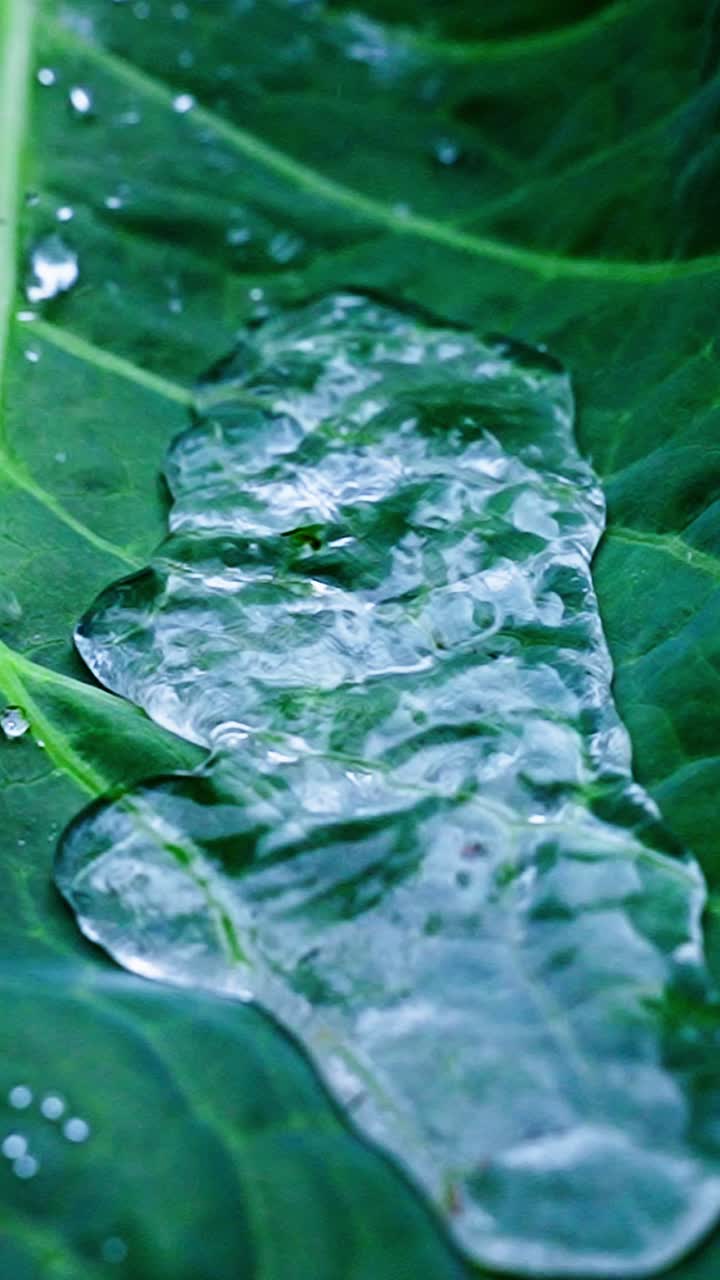 Waves of water droplets rest on the surface of a vibrant green leaf, reflecting natural light and enhancing the beauty of the garden setting. The refreshing scene showcases nature's elegance