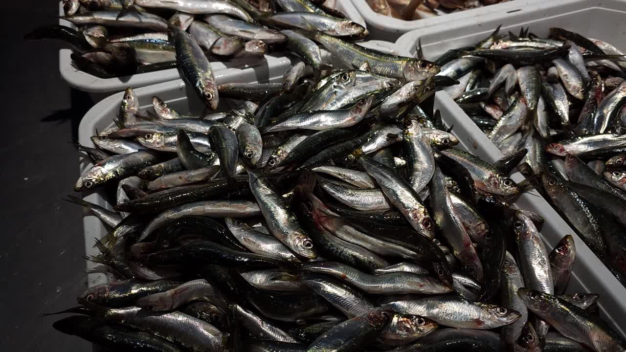 Boxes full of sardine and sea bass fish for sale in fish shop, delicious grilled or marinated Mediterranean diet food
