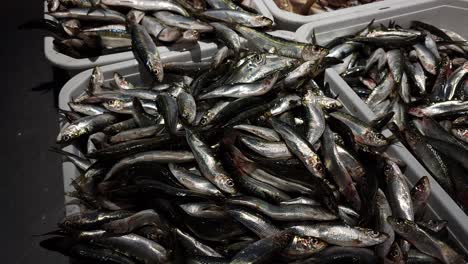 boxes full of sardine and sea bass fish for sale in fish shop, delicious grilled or marinated mediterranean diet food
