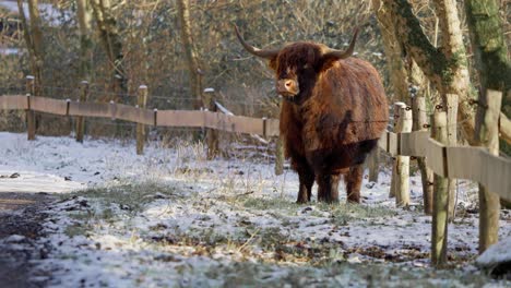 toro de vaca de las tierras altas peludo con grandes cuernos por la valla exhalando vapor de invierno