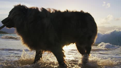 close up shot of an australian shepherd. dog at the beach