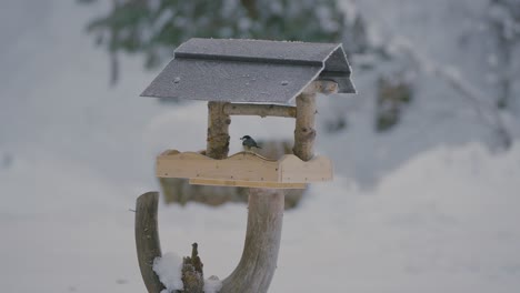 Small-bird-fighting,-flying,-searching,-and-eating-food-in-a-birdhouse-in-winter-with-nature-covered-in-snow-captured-in-slow-motion-in-120fps-in-4k