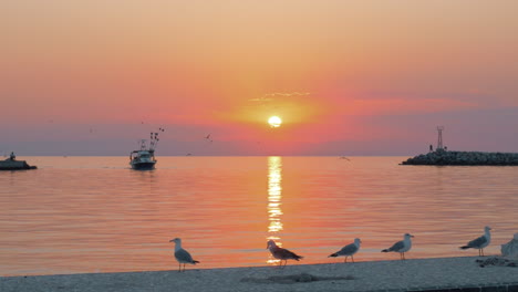 marine scene with boat and seagulls at sunset