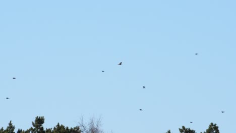 Bussard-Gleitet-In-Der-Ferne,-Andere-Vögel-Fliegen-In-Zeitlupe-Durch-Das-Bild