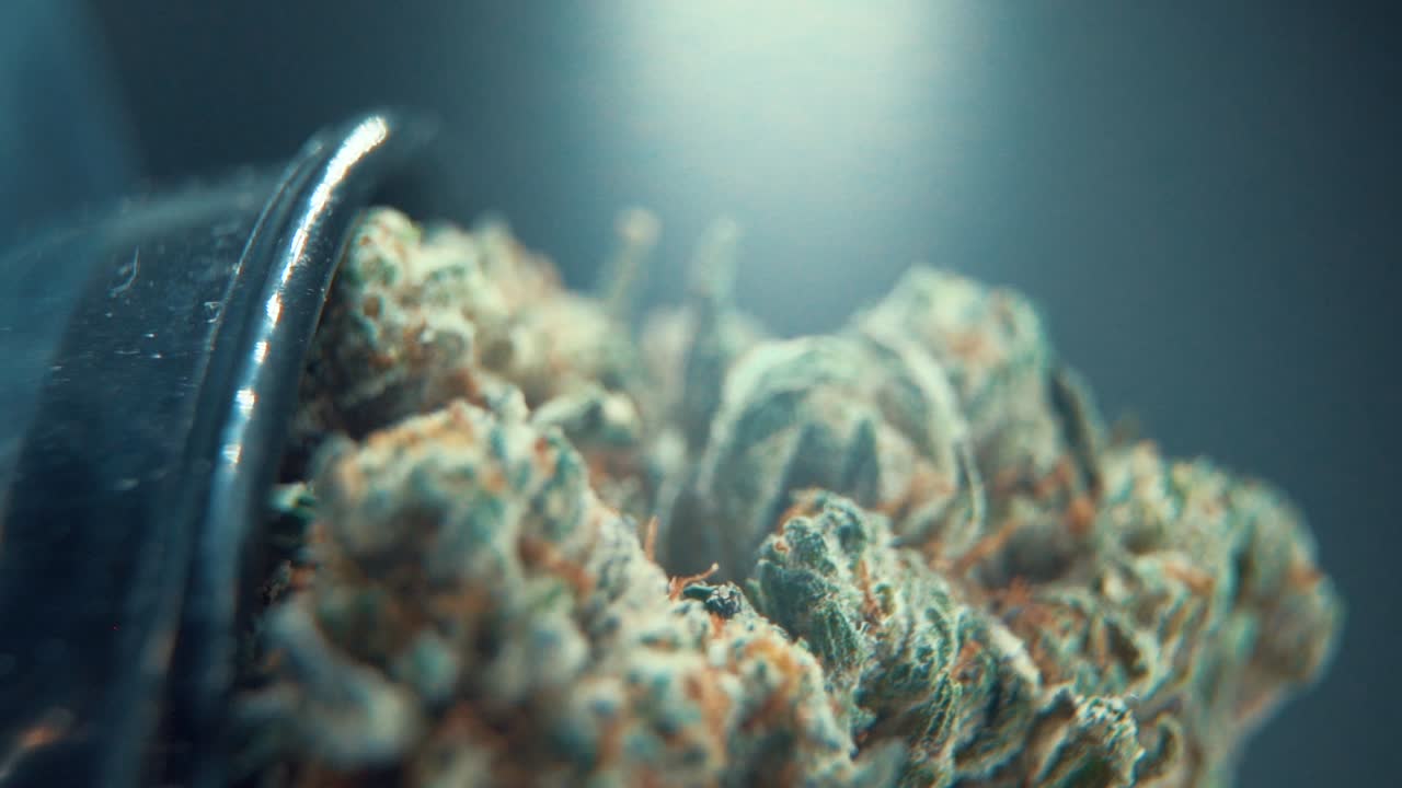 A vertical macro epic detailed shot of a cannabis plant, hybrid orange strains, green leaf Indica ,marijuana flower, on a 360 rotating stand, Full HD, super slow motion, 120 fps, studio lighting