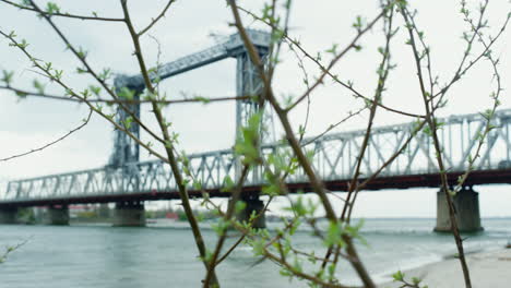 Spring-branch-blooming-green-in-urban-background.-Tree-growing-near-river-bridge