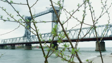 rama de primavera floreciendo verde en el fondo urbano. árbol que crece cerca del puente del río
