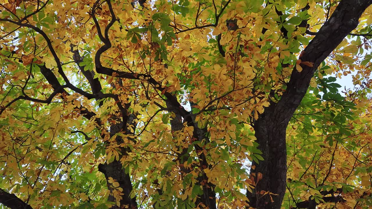 Aerial view of golden larch tree canopy in autumn with yellow-green foliage and dark branches visible from above