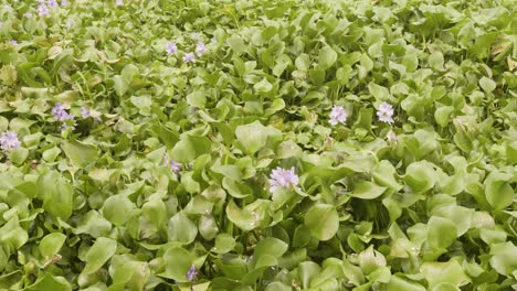 african algae, thanneermukkom bund , flowers, african moss in profuse bloom