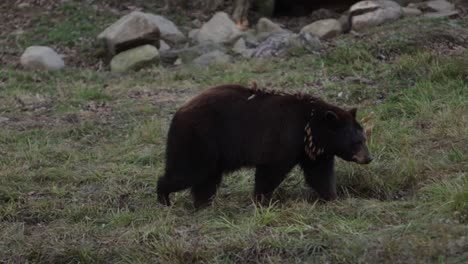 Oso-Canela-Perfil-Lateral-Caminar-Slomo-Panorámica