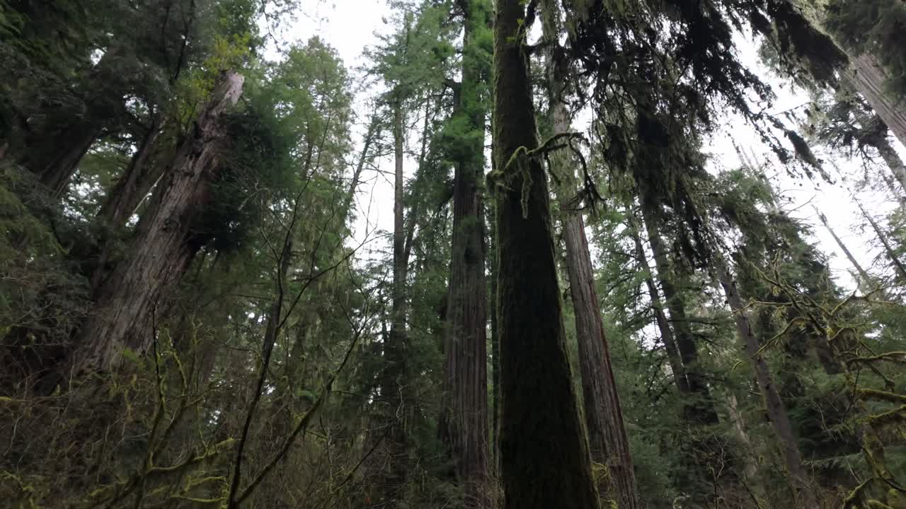 Gimbal low angle shot of dense redwood forest in Redwoods National Park, California. 4K