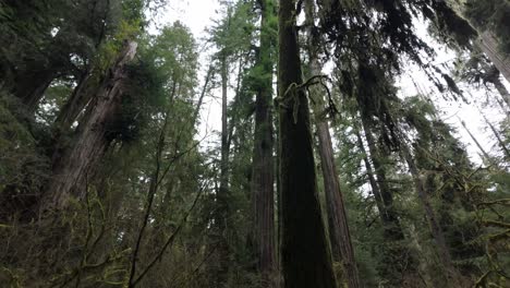 gimbal low angle shot of dense redwood forest in redwoods national park, california. 4k