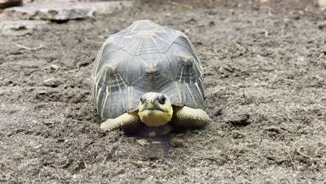 la tortue est allongée paresseusement sur le sol et regarde autour d'elle