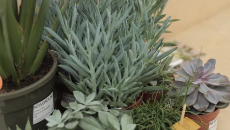 group of succulent plants in a coffee shop