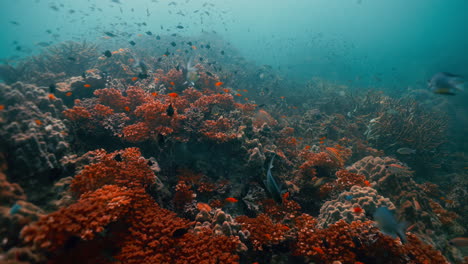 el vibrante ecosistema de arrecifes de coral