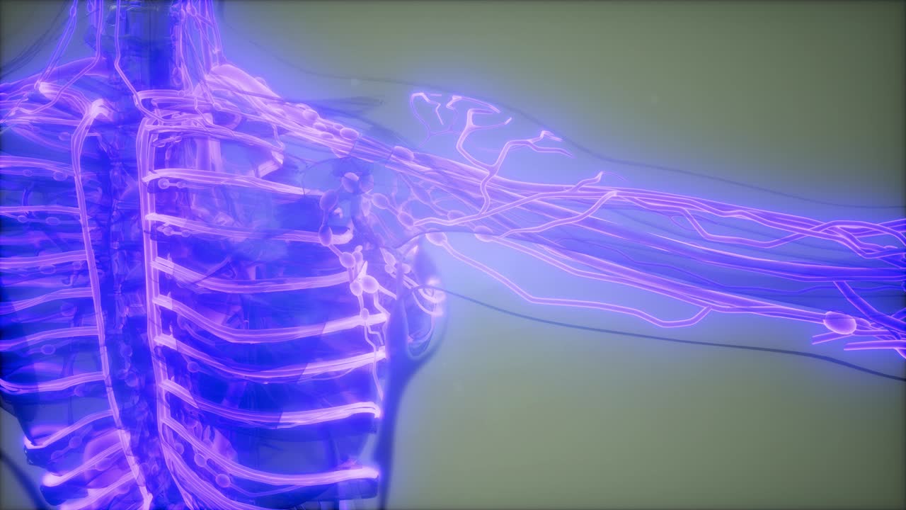 Blood Vessels of Human Body