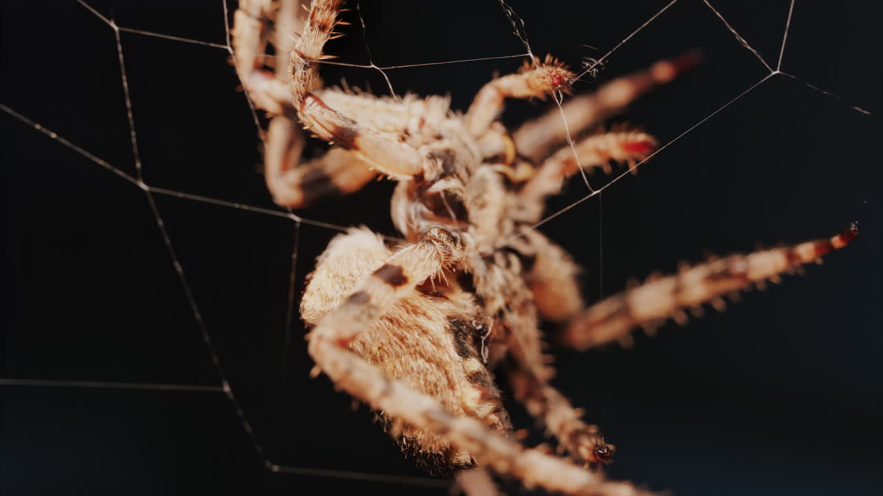Close up of a spider sitting in its web, showing intricate details of its body and fine silk threads