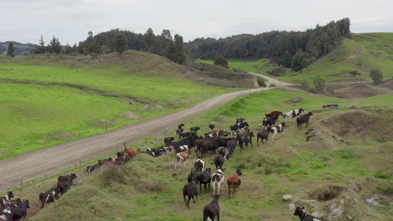 rebaño de vacas huyendo de un dron en un campo accidentado en el rancho de nueva zelanda