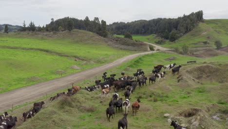 herd of cows running away from drone in rugged field in new zealand ranch