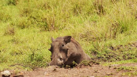 jabalí jugando y revolcándose en el siguiente charco fangoso, refrescándose, vida silvestre africana en la reserva nacional de masai mara, kenia, áfrica animales de safari en la reserva de masai mara norte