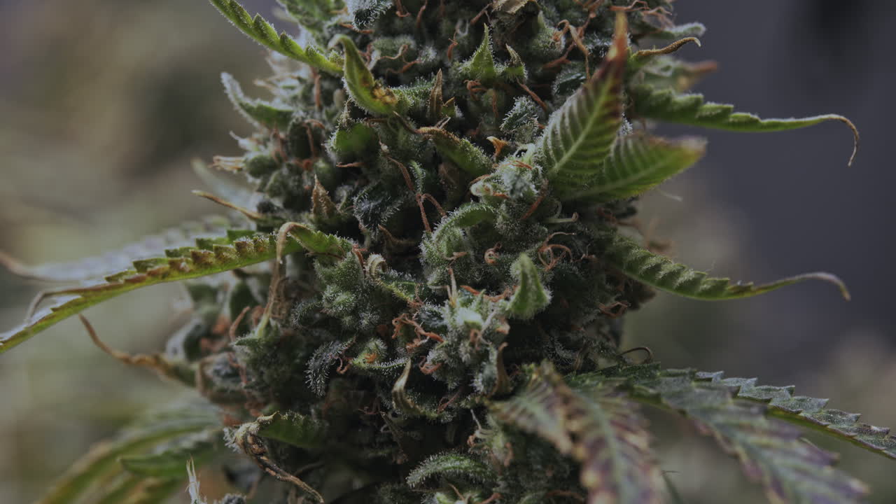 A close-up of a young, fresh cannabis bud in early growth, showing detailed, sharp, and crystal-clear focus. Few trichomes are present as the bud continues to develop, perfect for cultivation footage.