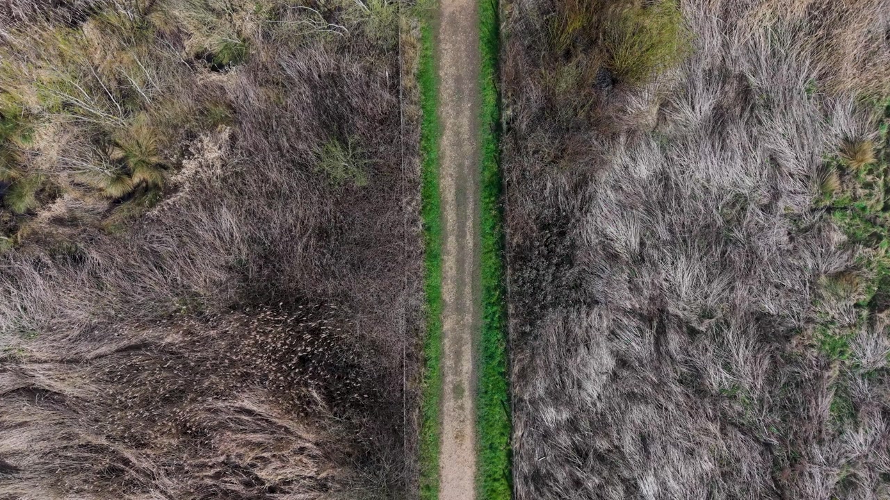 Public footpath drone descent cutting through spring reeds and trees in a marshy wetland. Calm nature travel background with symmetry and texture.