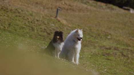 samoyed and shetland sheepdog playing joyfully on a mountain field, surrounded by stunning alpine views and clear skies