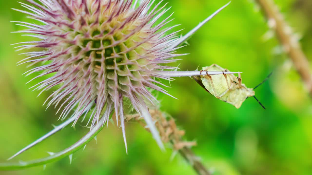 hacer zoom en un comodín con un error