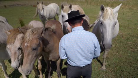 Hombre-Alimentando-Manada-De-Caballos.