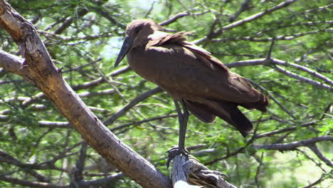 Hamerkop-stationary-on-a-branch-in-profile