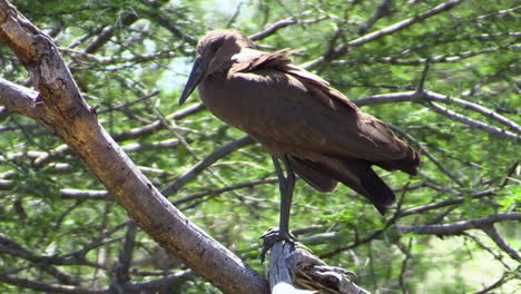 hamerkop stationary on a branch in profile