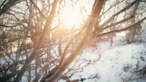 sunlight shining through the branches of a tree in a park meadow on a snowy winter day in slow motion