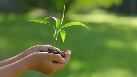 child planting a seedling in rain