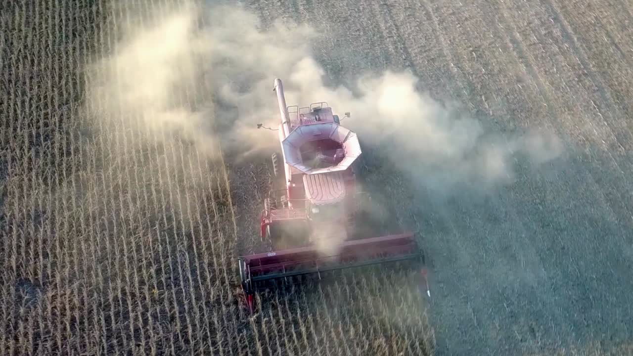 Colheitadeira vermelha colhendo feijão no campo de um agricultor perto do pôr do sol no Meio-Oeste dos EUA