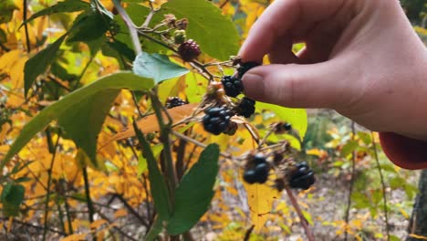 hand picking ripe blackberry fruit from vine - close up