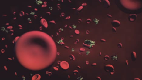 blood cells and parasites