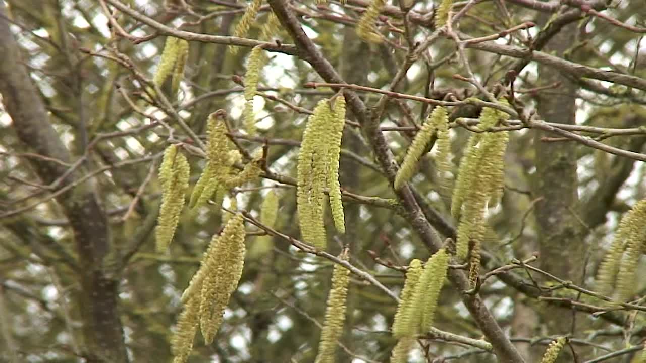 amento amarillo macho largo un árbol de avellano común en rutland, inglaterra soplando en una fuerte brisa