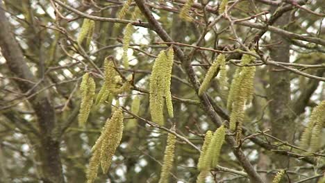 Long-male-yellow-catkinson-a-common-hazel-tree-in-Rutland,-England-blowing-in-a-strong-breeze