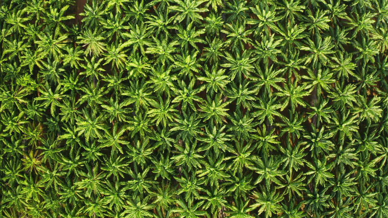 спускающийся беспилотник вид сверху вниз на пальмы в точном расположении