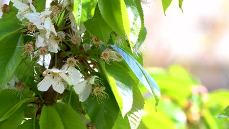 Close-up of a cherry tree blossom in spring