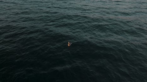 isolated view of a brown pelican bird floating over idyllic seascape during sunset