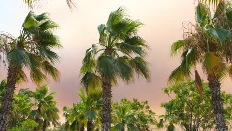 campfire smoke in the sunset light against the backdrop of palm trees with huge clouds of orange smoke and flames. exotic look. environmental pollution concept from forest fires