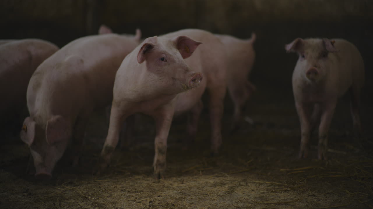 농장 창고에 있는 돼지