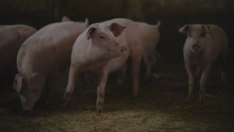 pigs in a farm pen