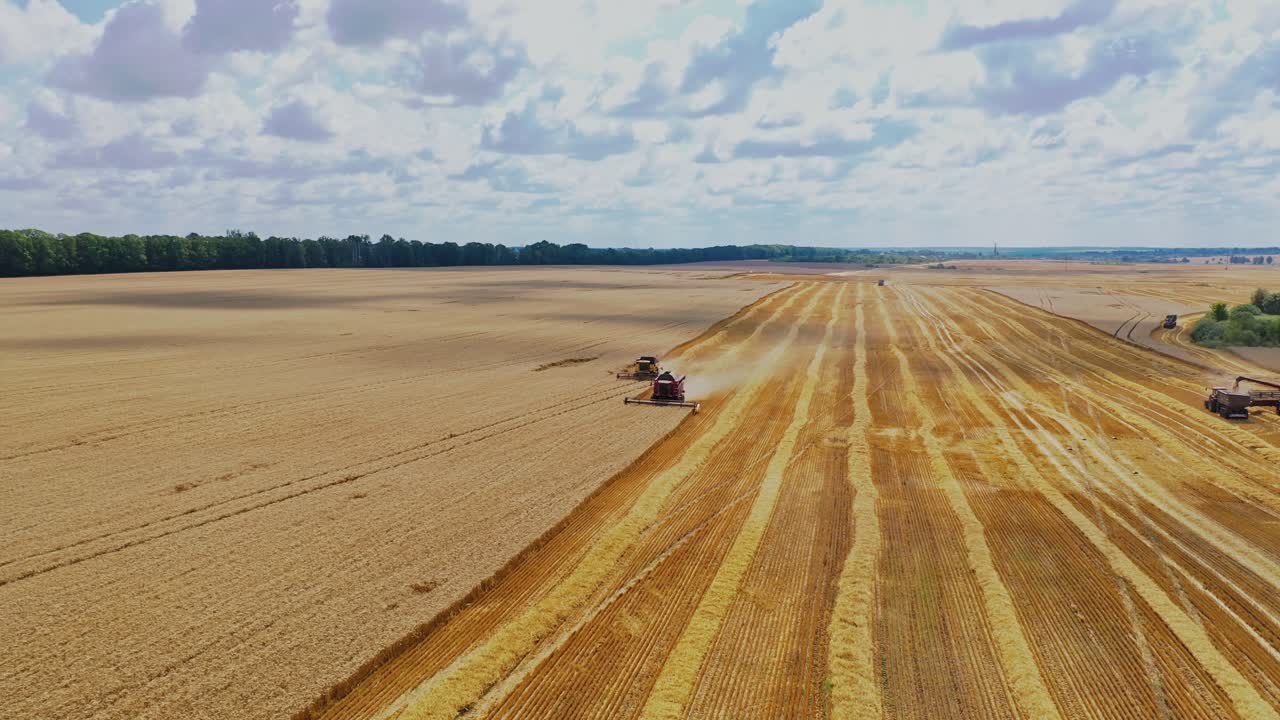 Flying over golden field with seasonal works. Combines are harvesting ripe crop in a bright summer day. Agricultural concept. Aerial view.