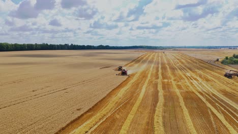 flying over golden field with seasonal works. combines are harvesting ripe crop in a bright summer day. agricultural concept. aerial view.