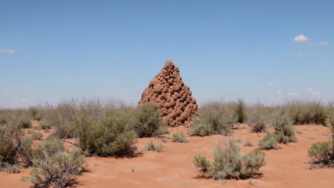 termite mounds in arid landscape and detail