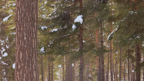 Ramas-De-Los-árboles-En-El-Fondo-De-Las-Nevadas.-Copos-De-Nieve-Cayendo-Por-El-Paisaje-Invernal.