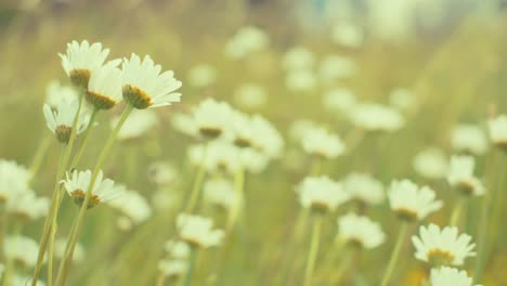 daisies and wildflowers in a soft, dreamy meadow. captures the essence of a serene summer day and natural beauty.
