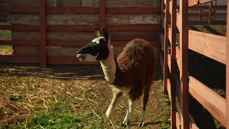 llama en un corral de madera